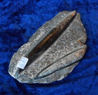 Fossil orthoceras 291031