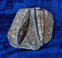 Fossil orthoceras 291032